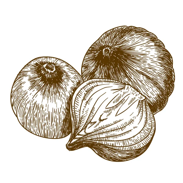 Vector illustration of three onions — Stock Vector