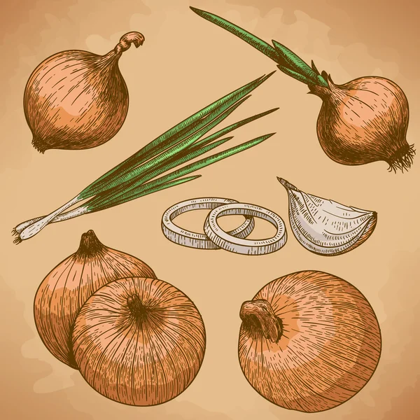 Grabado ilustración de cebolla — Archivo Imágenes Vectoriales