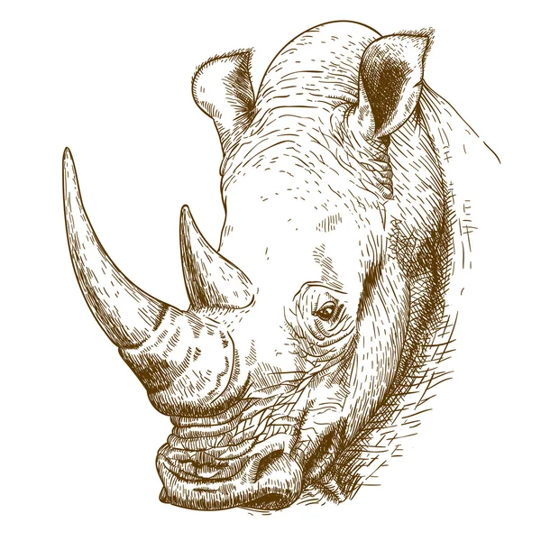 Gravure illustration antique de rhinocéros — Image vectorielle