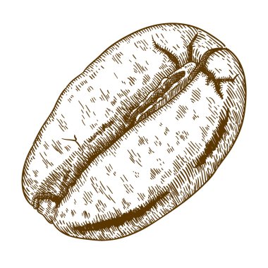 Kahve çekirdeği oyma antika çizimi