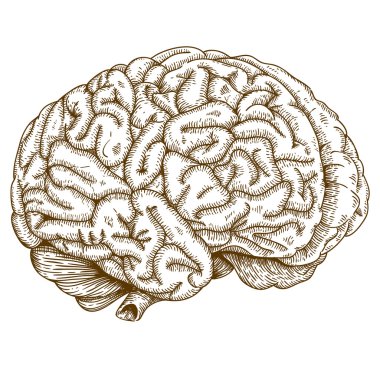 Engraving antique illustration brain clipart