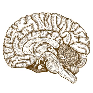 Engraving antique illustration of human brain clipart