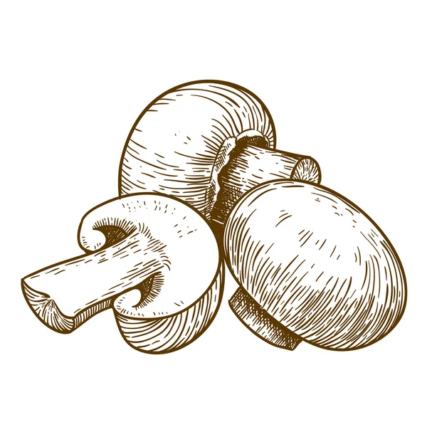 Engraving illustration of tree mushrooms champignons — Stock Vector