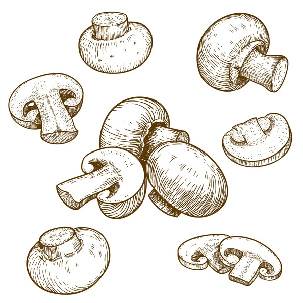 Gravur Illustration von Champignons mit Pilzen — Stockvektor