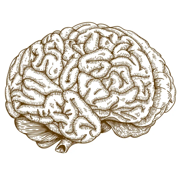 Gravyr antika illustration hjärnan — Stock vektor