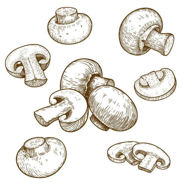 Grabado ilustración de champiñones champiñones — Vector de stock