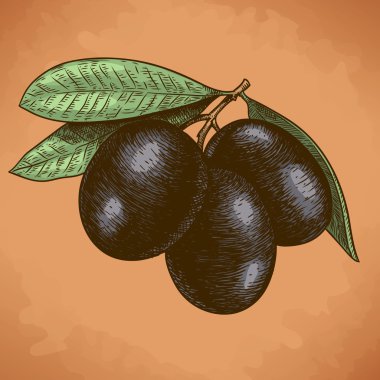 Antik zeytin ağacı dalı Illustration retro arpacık oyma