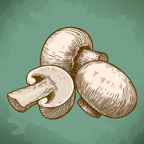 Ilustração gravada de champinhons de cogumelos de árvore — Vetor de Stock