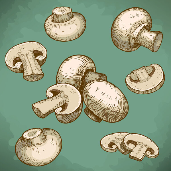 engraving illustration of mushrooms champignons