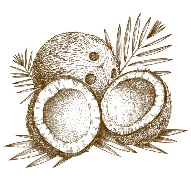 engraving  illustration of coconut and palm leaf clipart