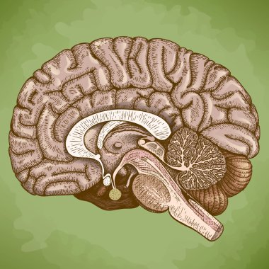 engraving antique illustration of human brain clipart