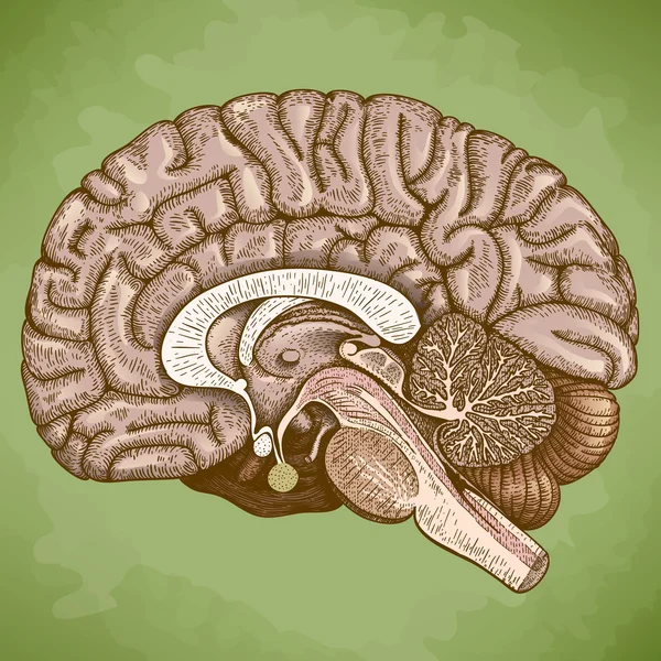 Grabado ilustración antigua del cerebro humano — Vector de stock