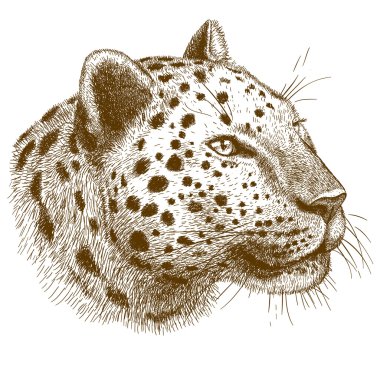leopar kafa oyma vektör çizim