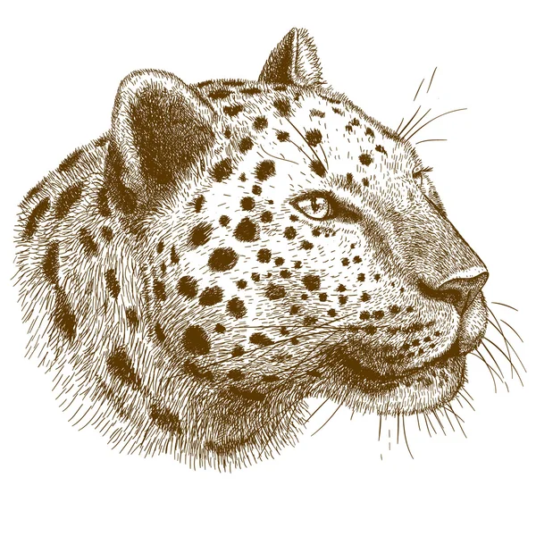 Engraving vector  illustration of leopard head — Stock Vector