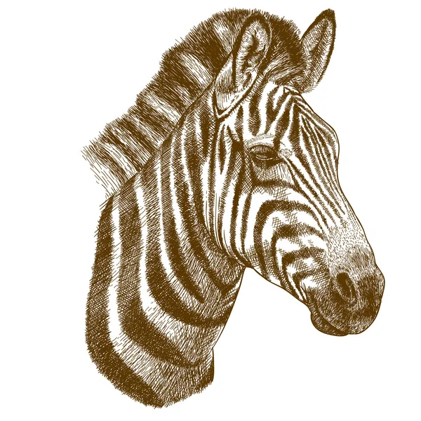 Gravura vetor ilustração da cabeça zebra — Vetor de Stock