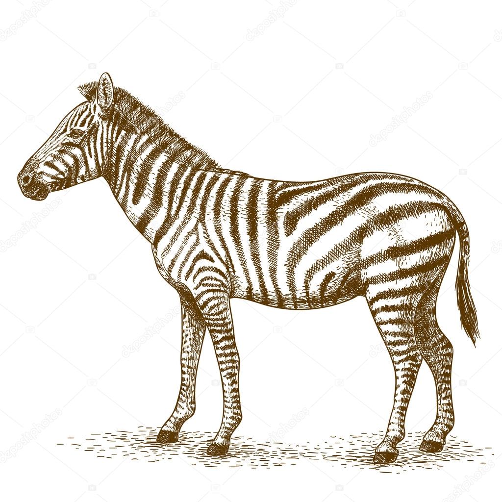 engraving  illustration of zebra