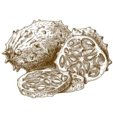 engraving  antique illustration of horned melon clipart