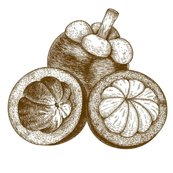Grabado ilustración antigua del mangostán — Vector de stock