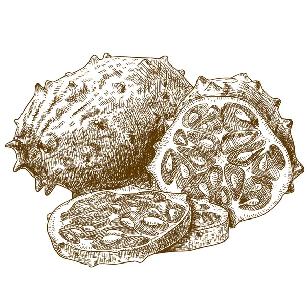 Gravyr antika illustration av horned melon Stockvektor