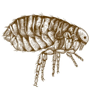 engraving  antique illustration of flea clipart