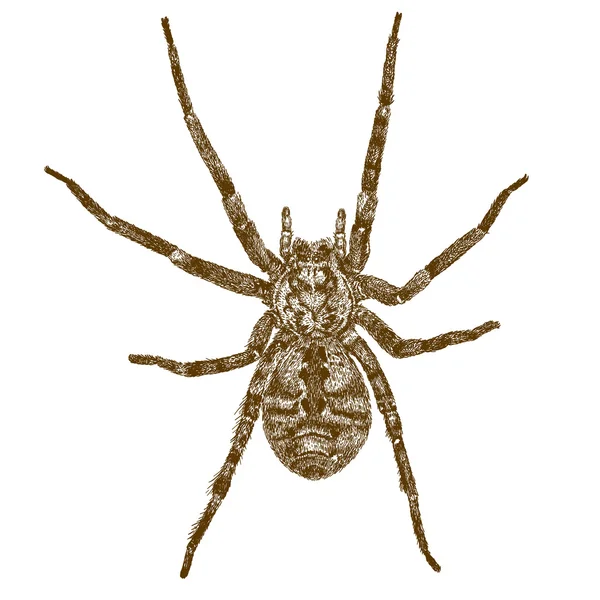 Stich antike Illustration der großen Spinne — Stockvektor