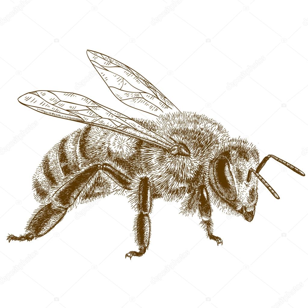 engraving  antique illustration of honey bee