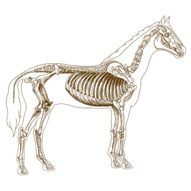 Illustration at iskelet oyma