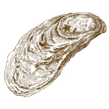 engraving  illustration of oyster shell clipart