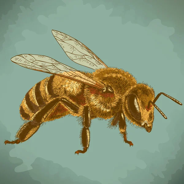 Grabado ilustración antigua de la abeja miel — Vector de stock