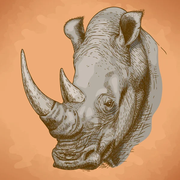 Incisione antica illustrazione di rinoceronte — Vettoriale Stock