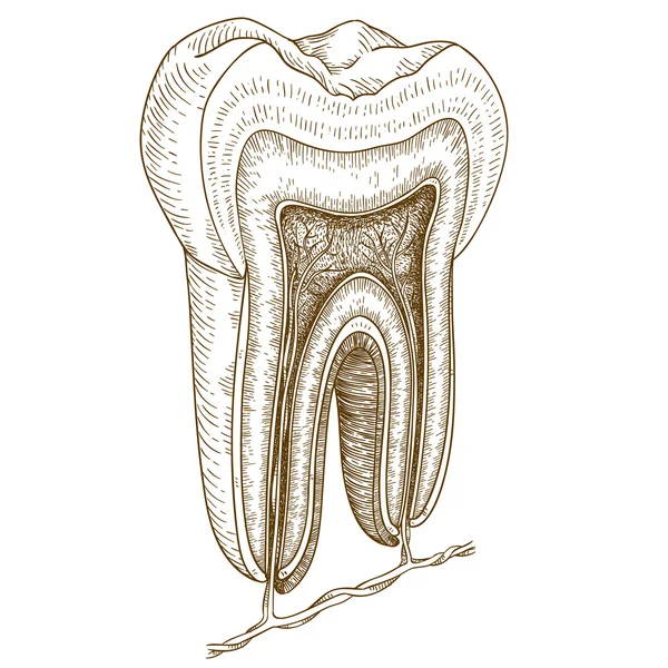 insan diş yapısının resmini oyma