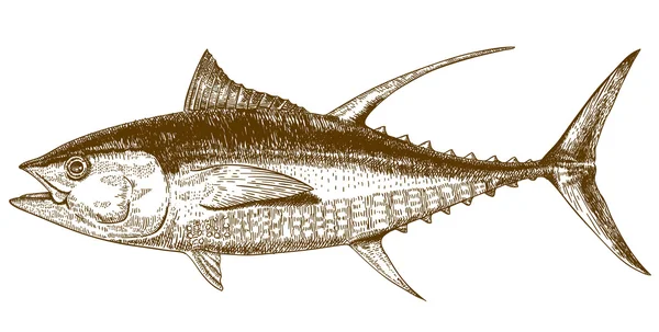 Gravyr illustration av tonfisk — Stock vektor