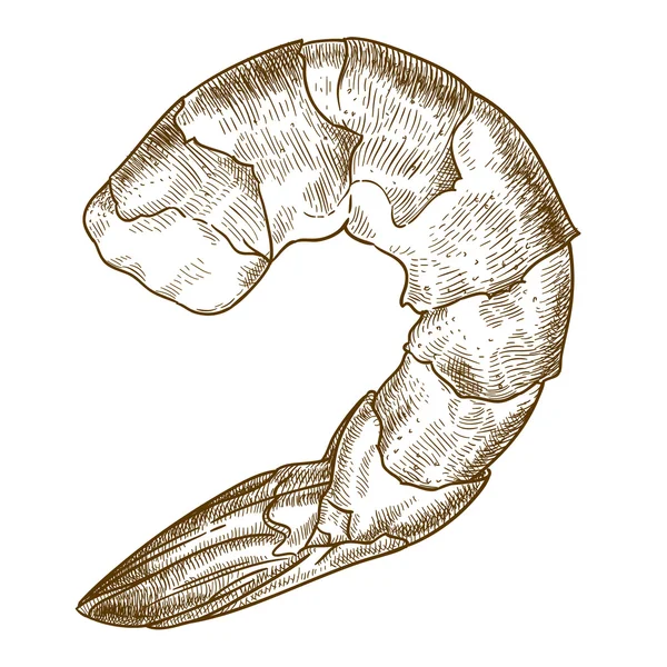 Engraving  illustration of shrimp — Stock Vector