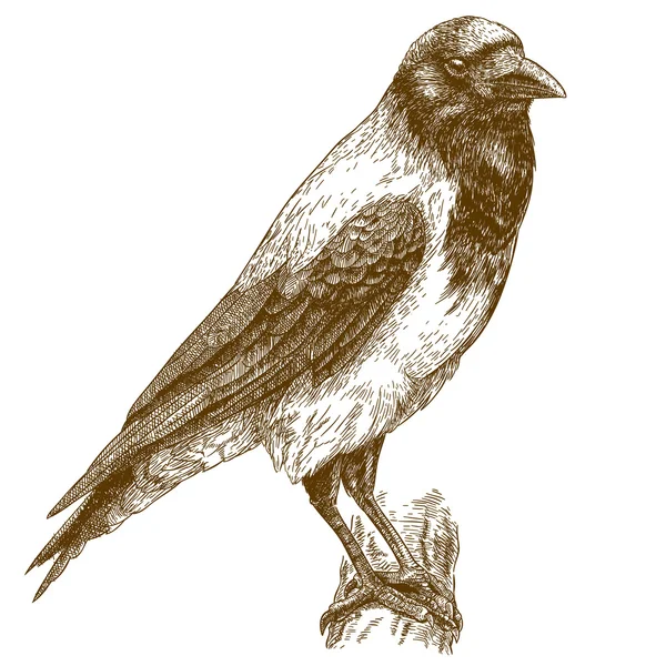Gravyr illustration av crow — Stock vektor