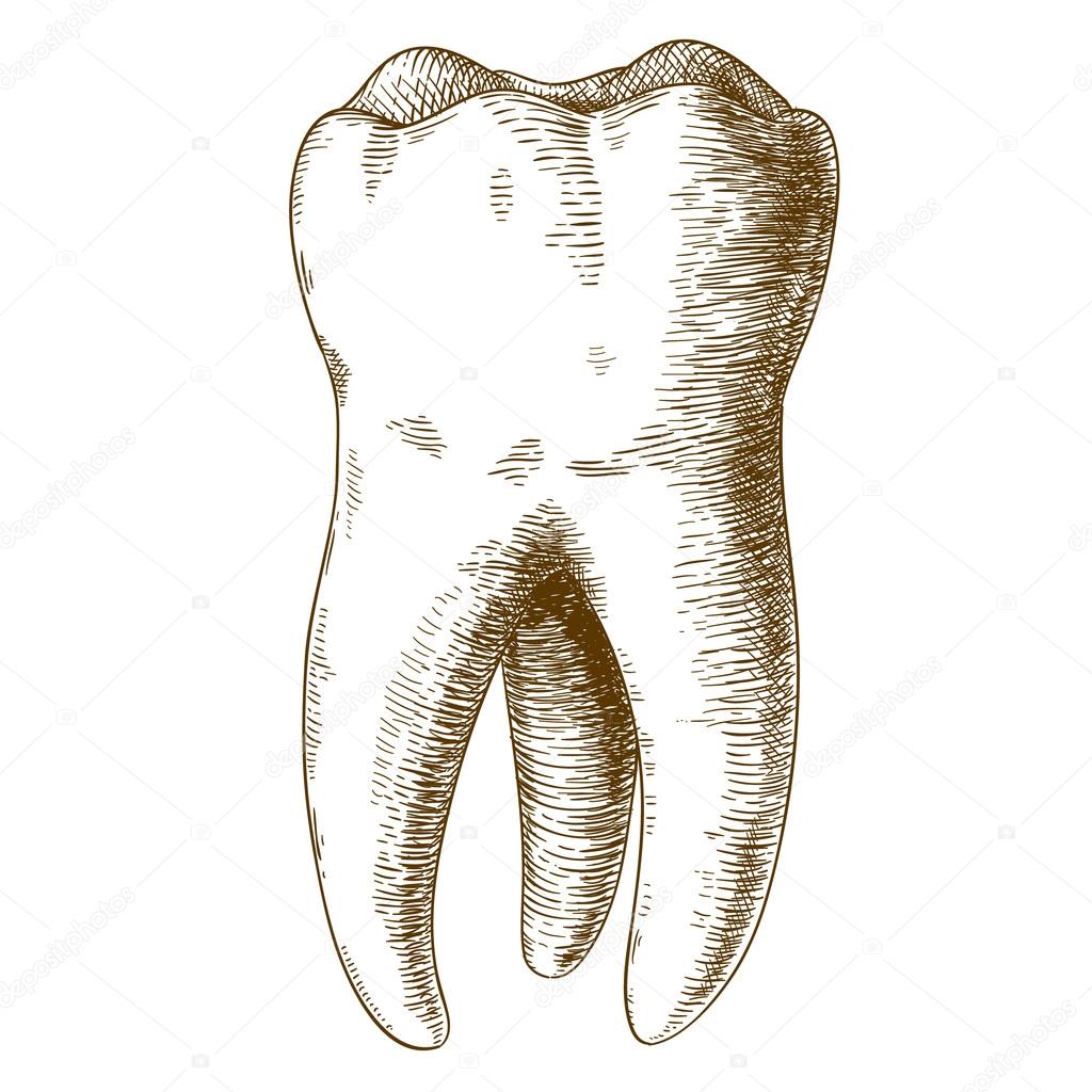 Engraving illustration of human tooth Stock Illustration by