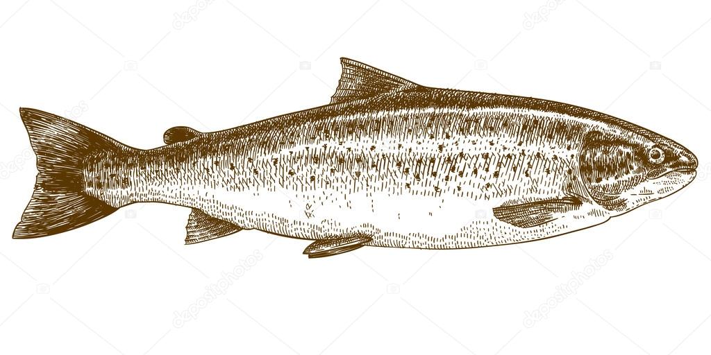 engraving illustration of trout