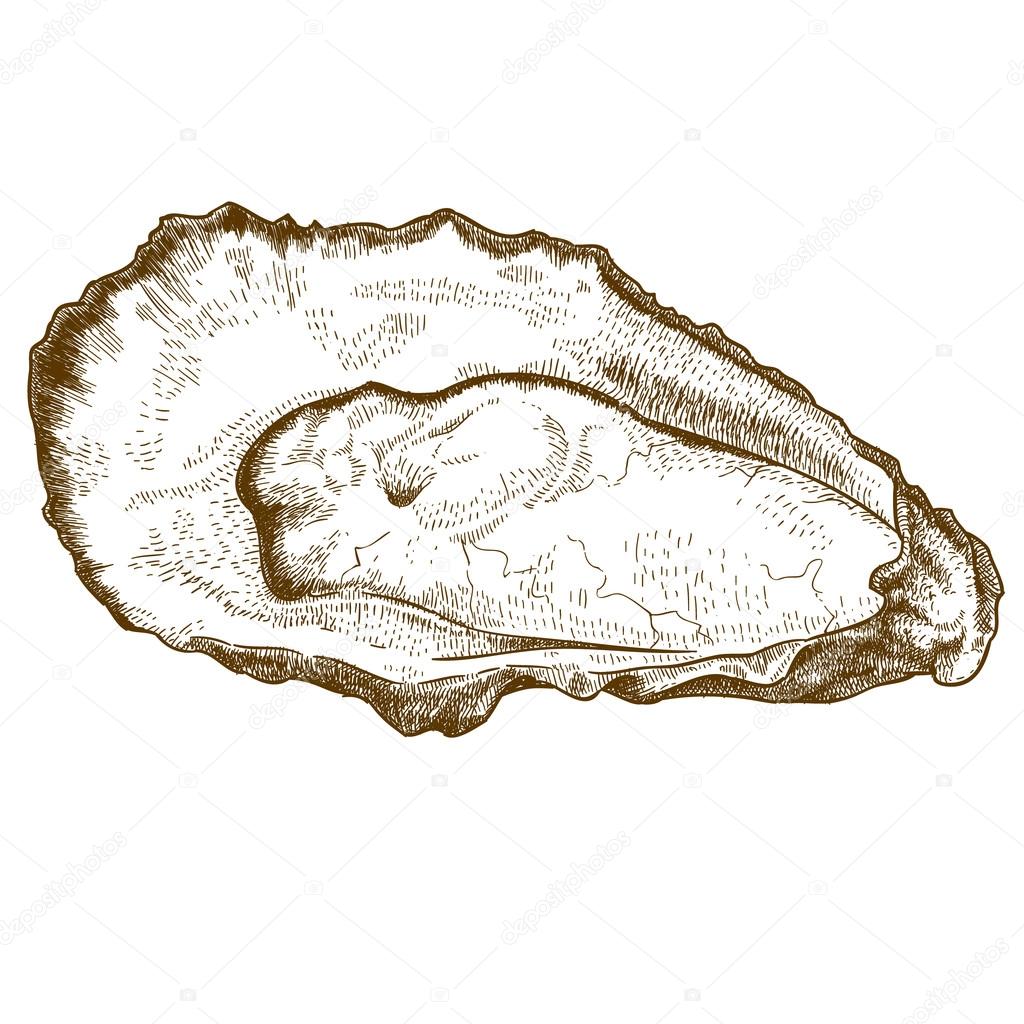 engraving  illustration of oyster