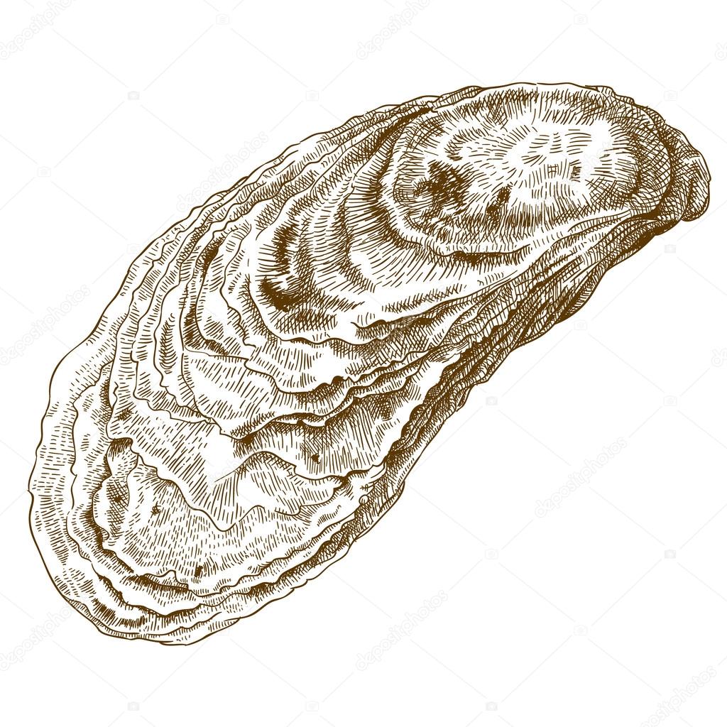 engraving  illustration of oyster shell