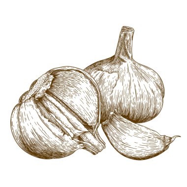 sarımsak oyma çizimi