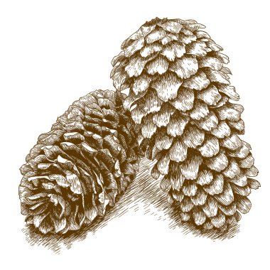 Engraving illustration of two pine cones vector Engraving illustration of two pine cones vector