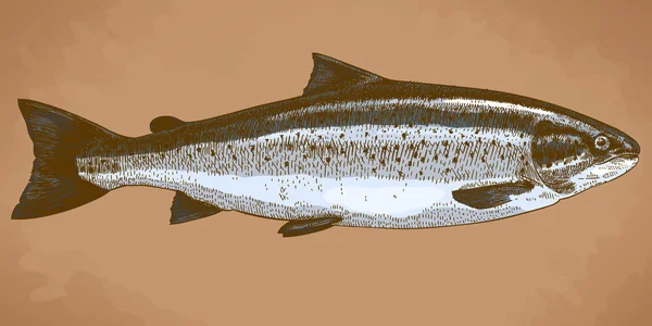 雕刻的鳟鱼的插图 — 图库矢量图片