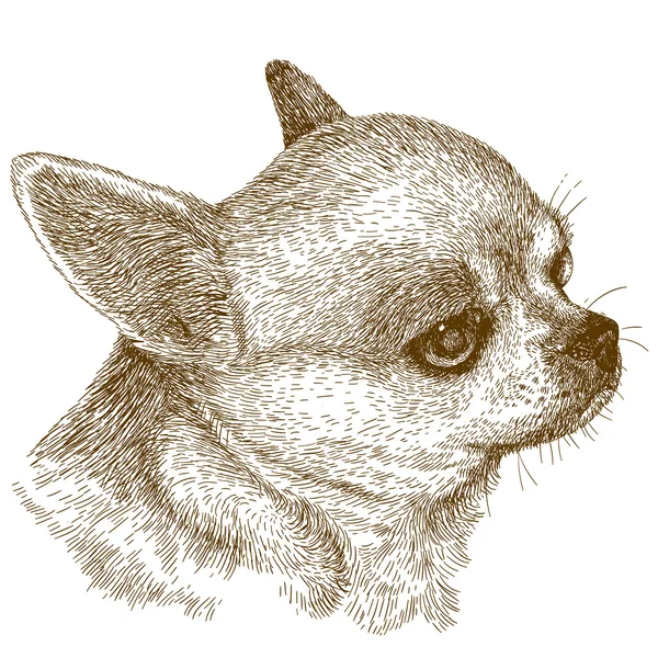 2 440 Chihuahua Vector Images Free Royalty Free Chihuahua Vectors Depositphotos 2 440 Chihuahua Vector Images Free Royalty Free Chihuahua Vectors Depositphotos