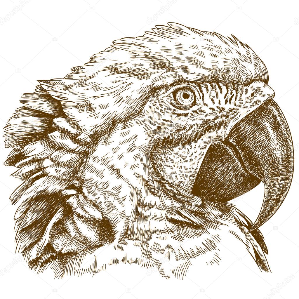 Guacamayo verde imágenes de stock de arte vectorial | Depositphotos Guacamayo verde imágenes de stock de arte vectorial | Depositphotos