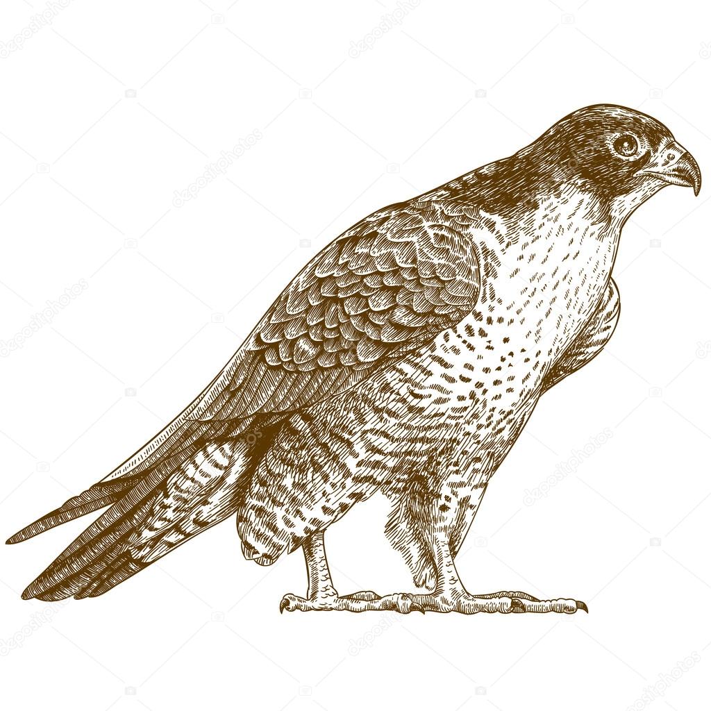 engraving illustration of falcon