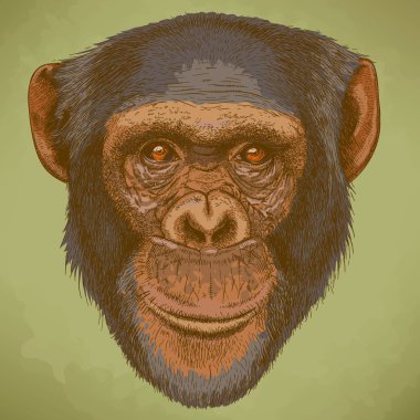 şempanze başkanı antika çizimi oyma