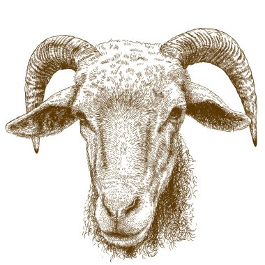 engraving  illustration of rams head clipart