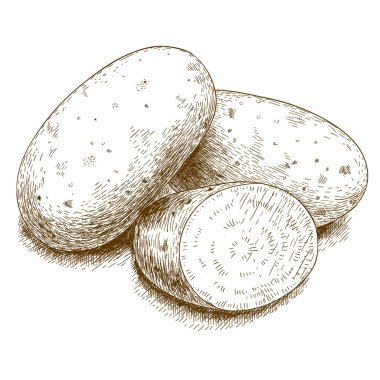 patates antika illüstrasyon oyma