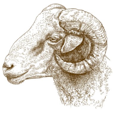 engraving  illustration of ram head clipart