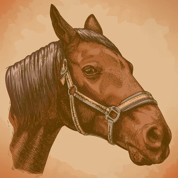 Гравюрна ілюстрація конячої голови tn ретро стиль — стоковий вектор