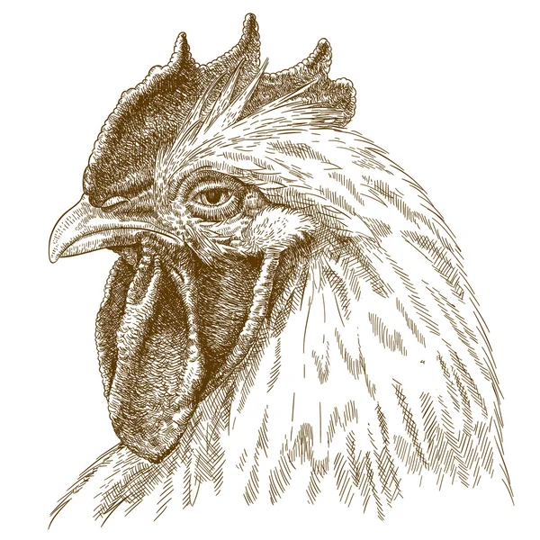Grabado ilustración antigua de cabeza de gallo — Vector de stock